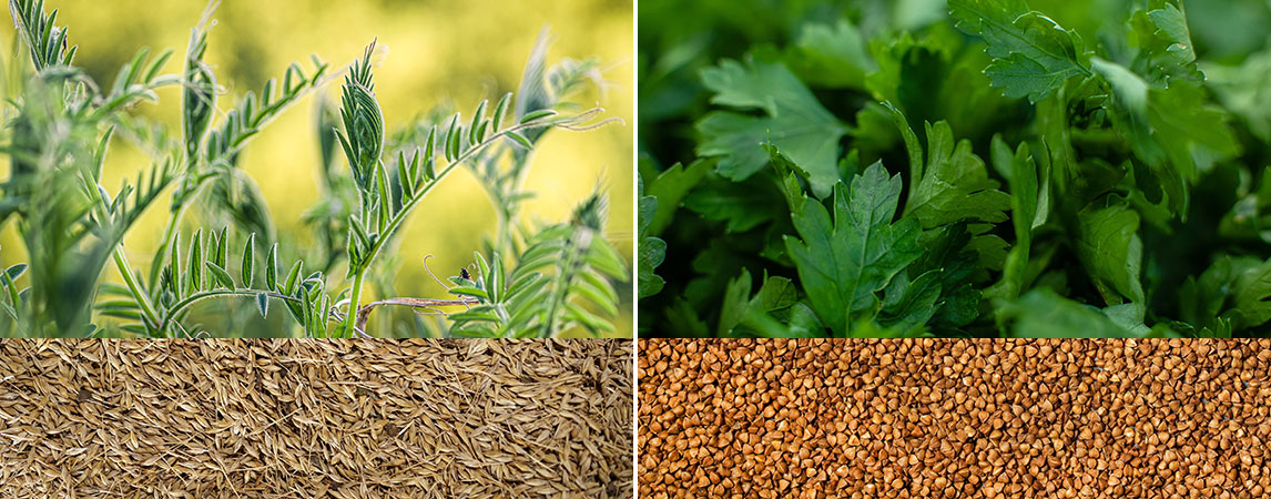 FarMeals Coriander Cumin Powder: An Ideal Combination of Aroma and Flavour
