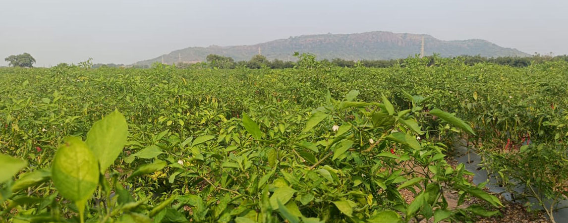 Turn Your Meals into a Feast with Farm Meals 100% Pure RedChilli Powder