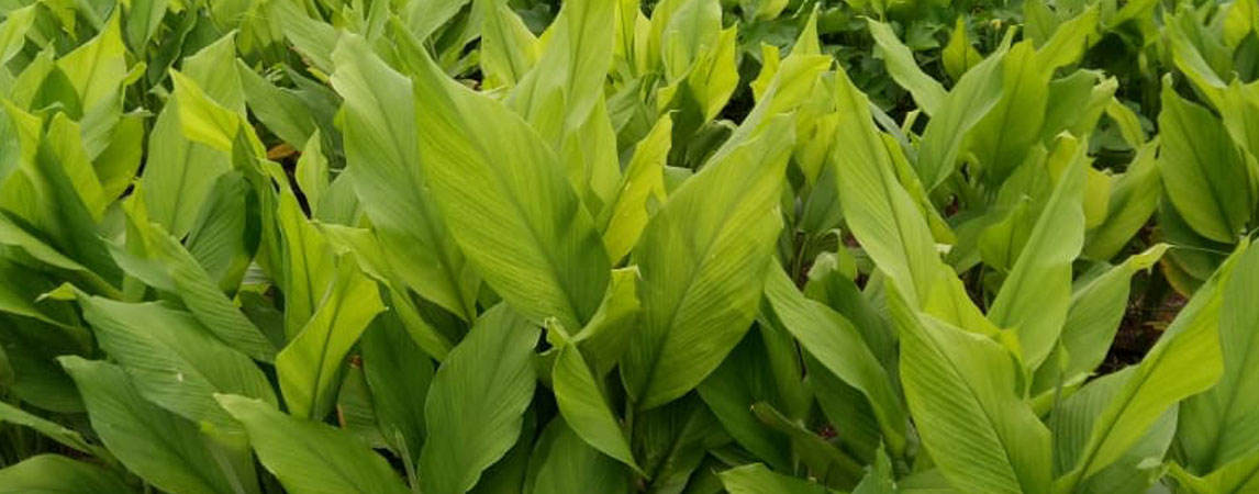 FarMeals Turmeric Powder: The Golden Health and FlavourSpice